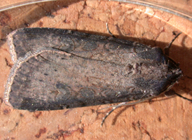 Pearly Underwing